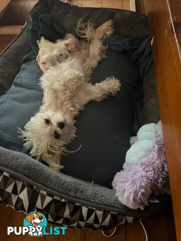 Best of the Best, Stunning Purebred Maltese Pups