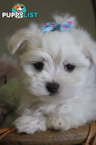 Best of the Best, Stunning Purebred Maltese Pups