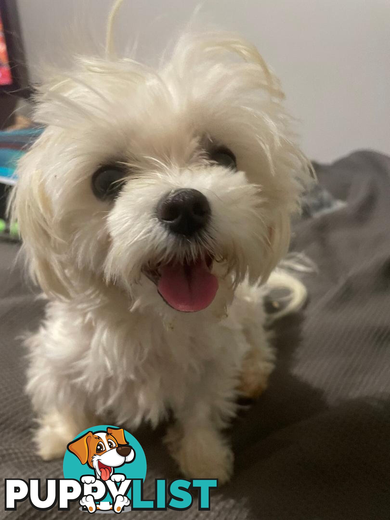 Best of the Best, Stunning Purebred Maltese Pups