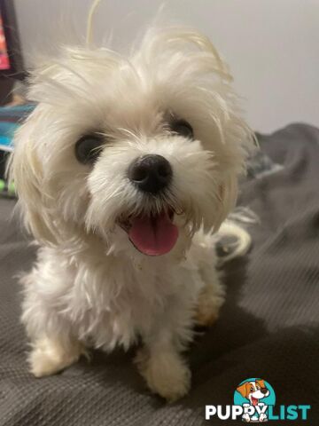 Best of the Best, Stunning Purebred Maltese Pups