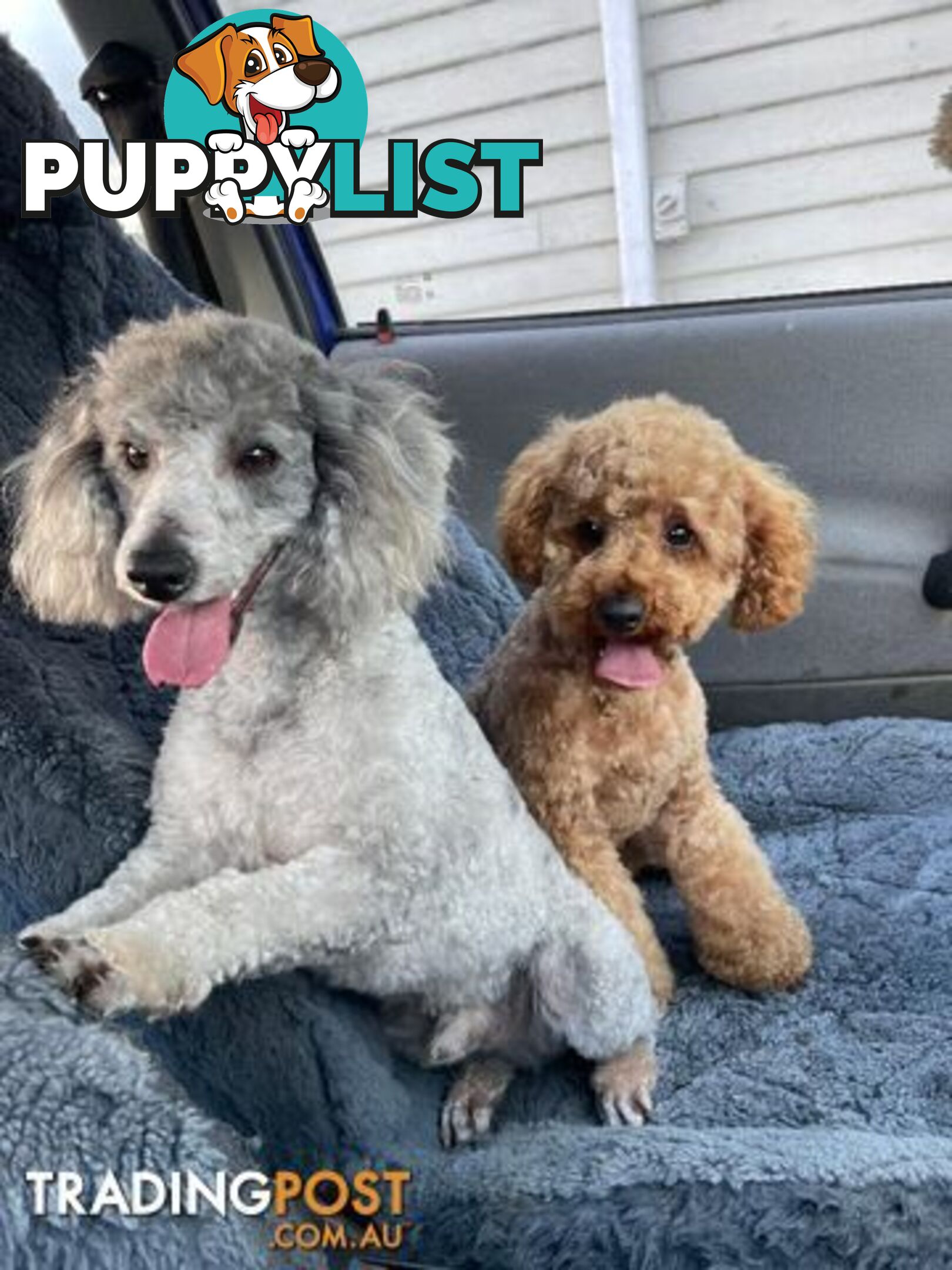 3 Stunning Toy  Poodle Studs, All DNA clear.