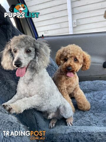 3 Stunning Toy  Poodle Studs, All DNA clear.