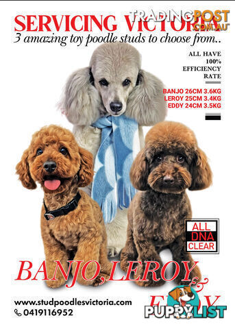 3 Stunning Toy  Poodle Studs, All DNA clear.