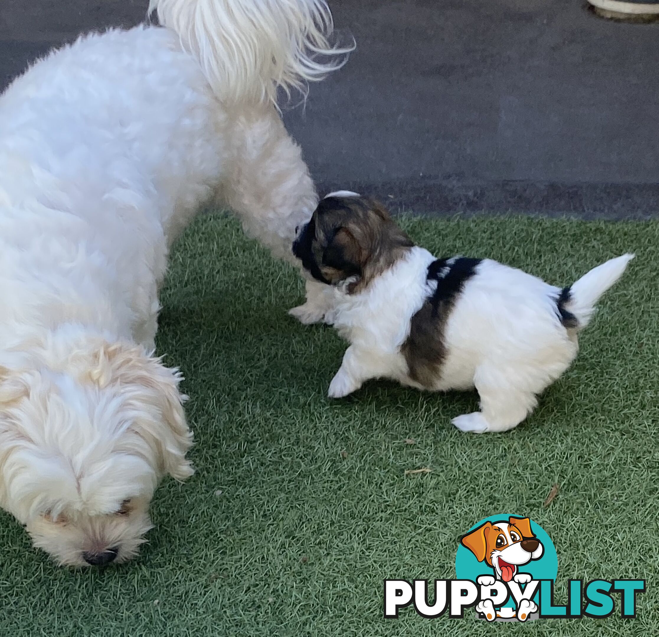 Maltese shih tzu puppies