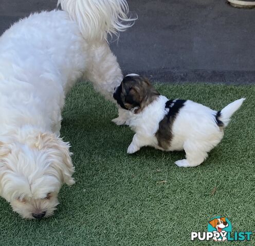 Maltese shih tzu puppies