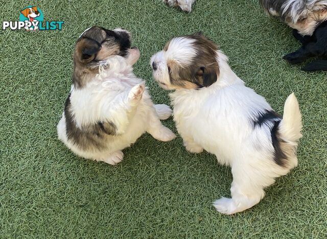 Maltese shih tzu puppies