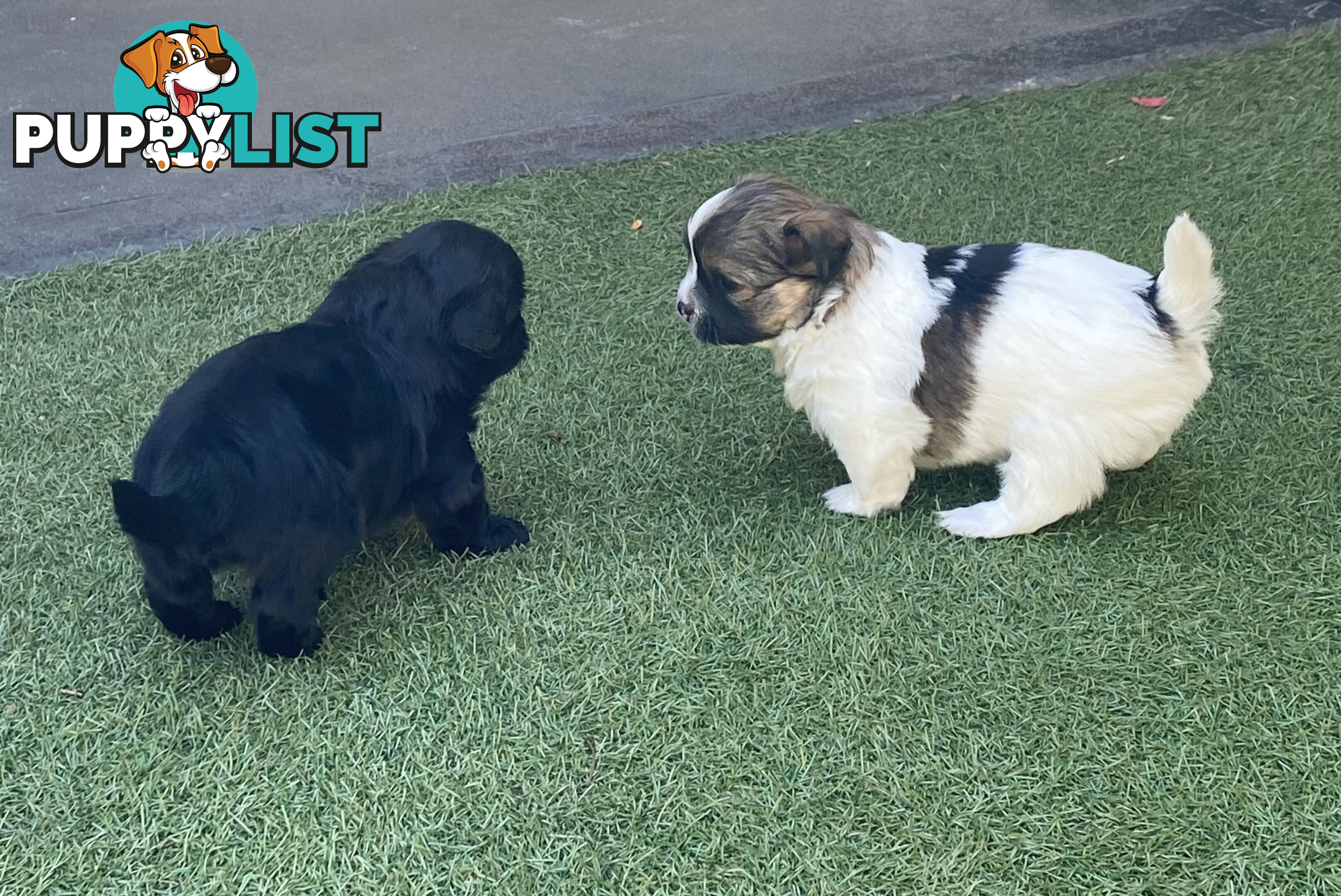 Maltese shih tzu puppies