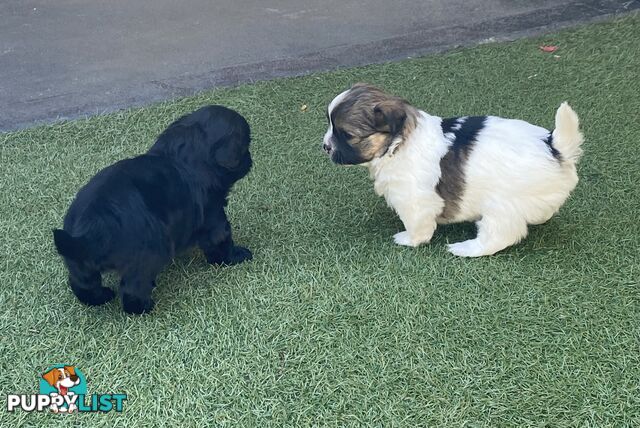 Maltese shih tzu puppies