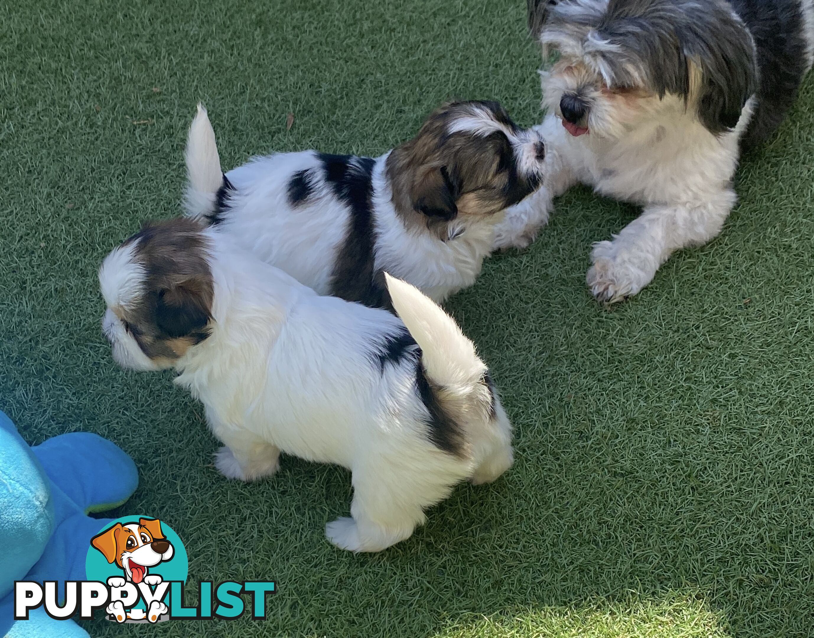 Maltese shih tzu puppies