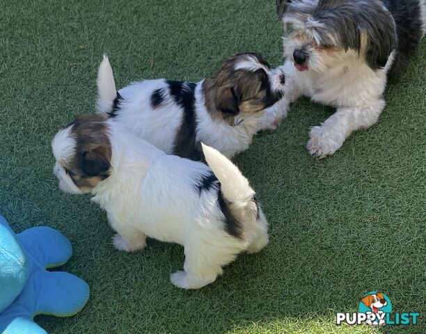 Maltese shih tzu puppies