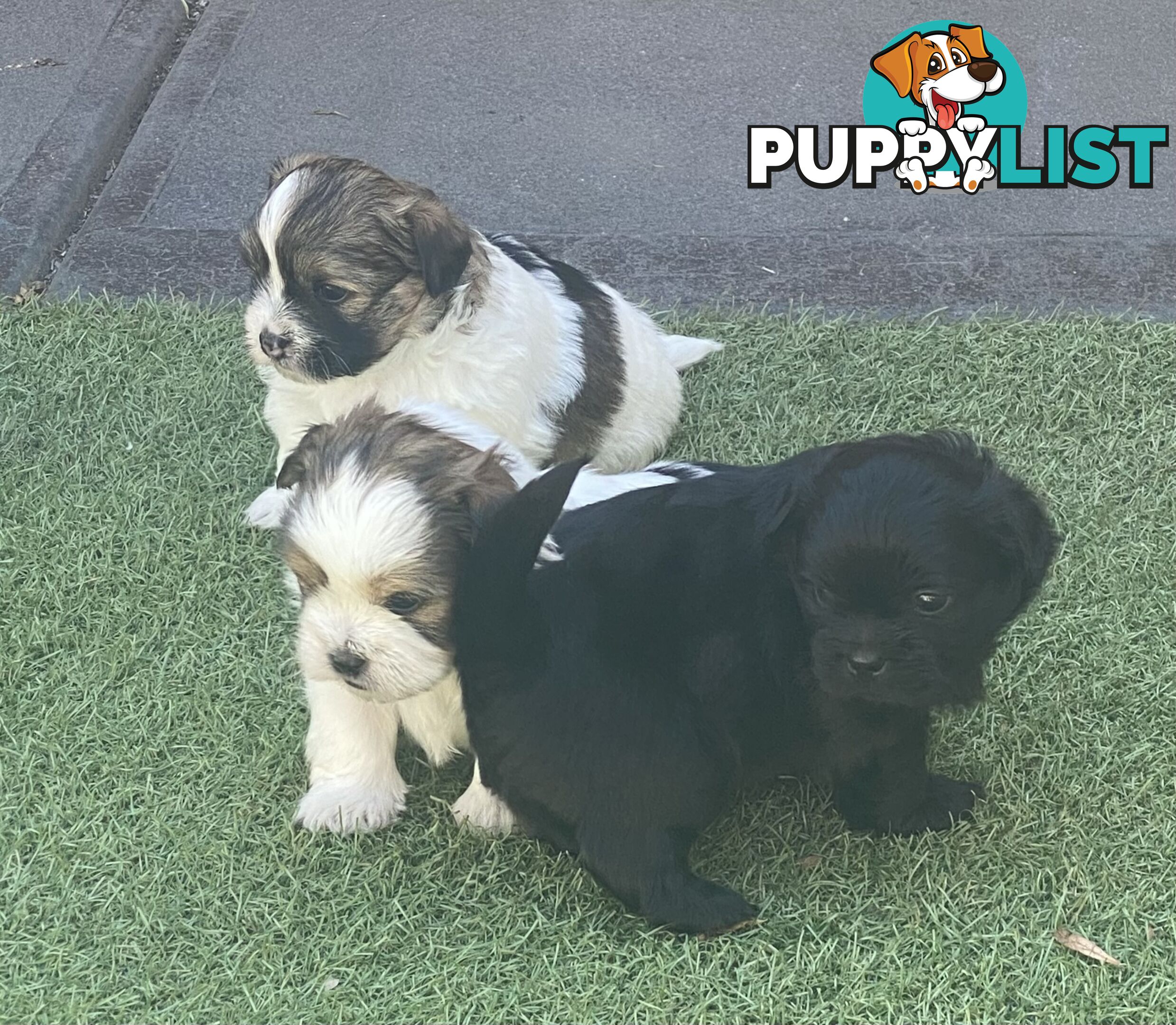 Maltese shih tzu puppies