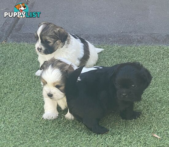 Maltese shih tzu puppies