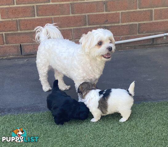 Maltese shih tzu puppies