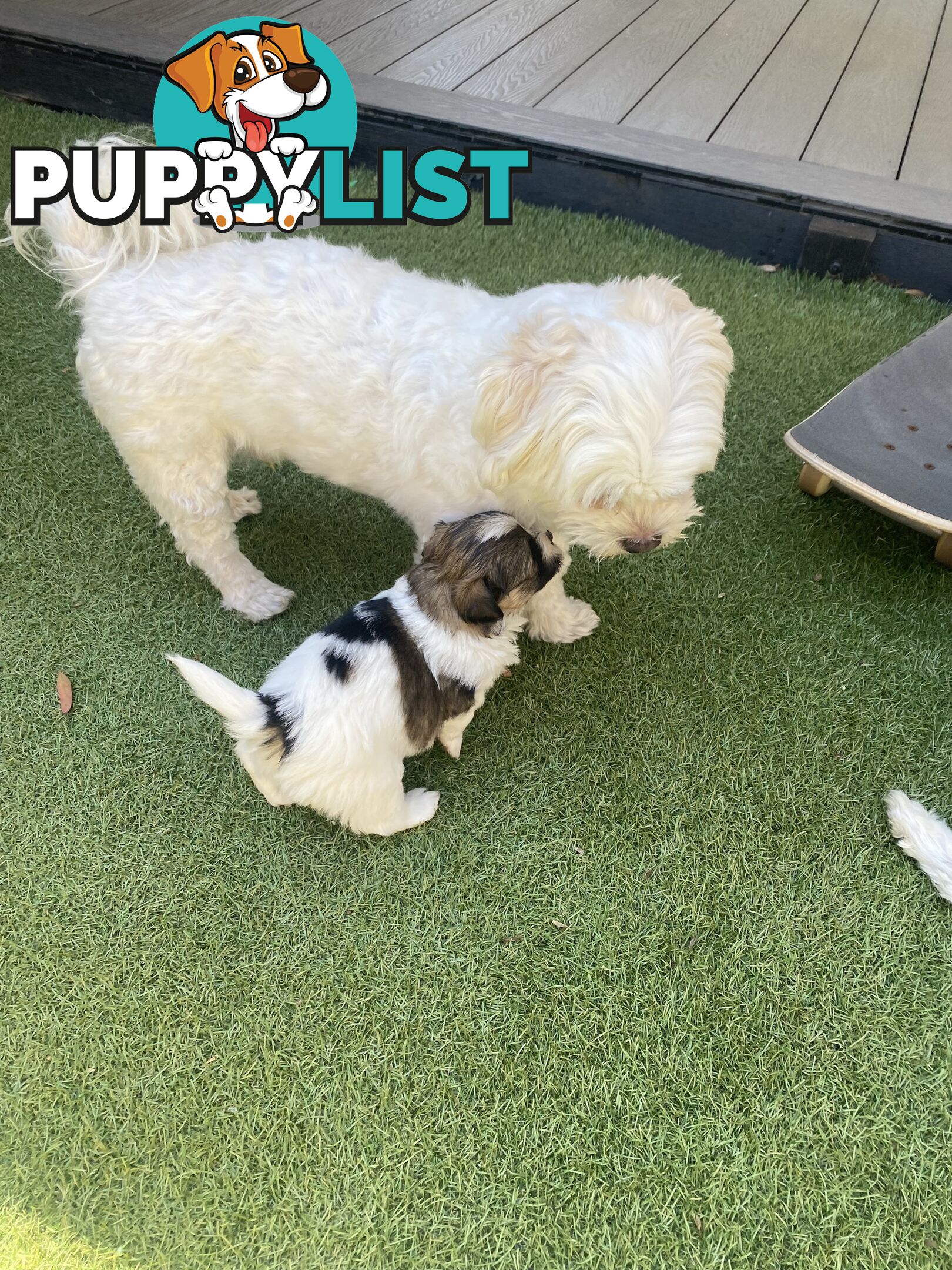 Maltese shih tzu puppies