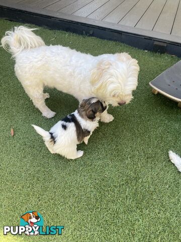 Maltese shih tzu puppies