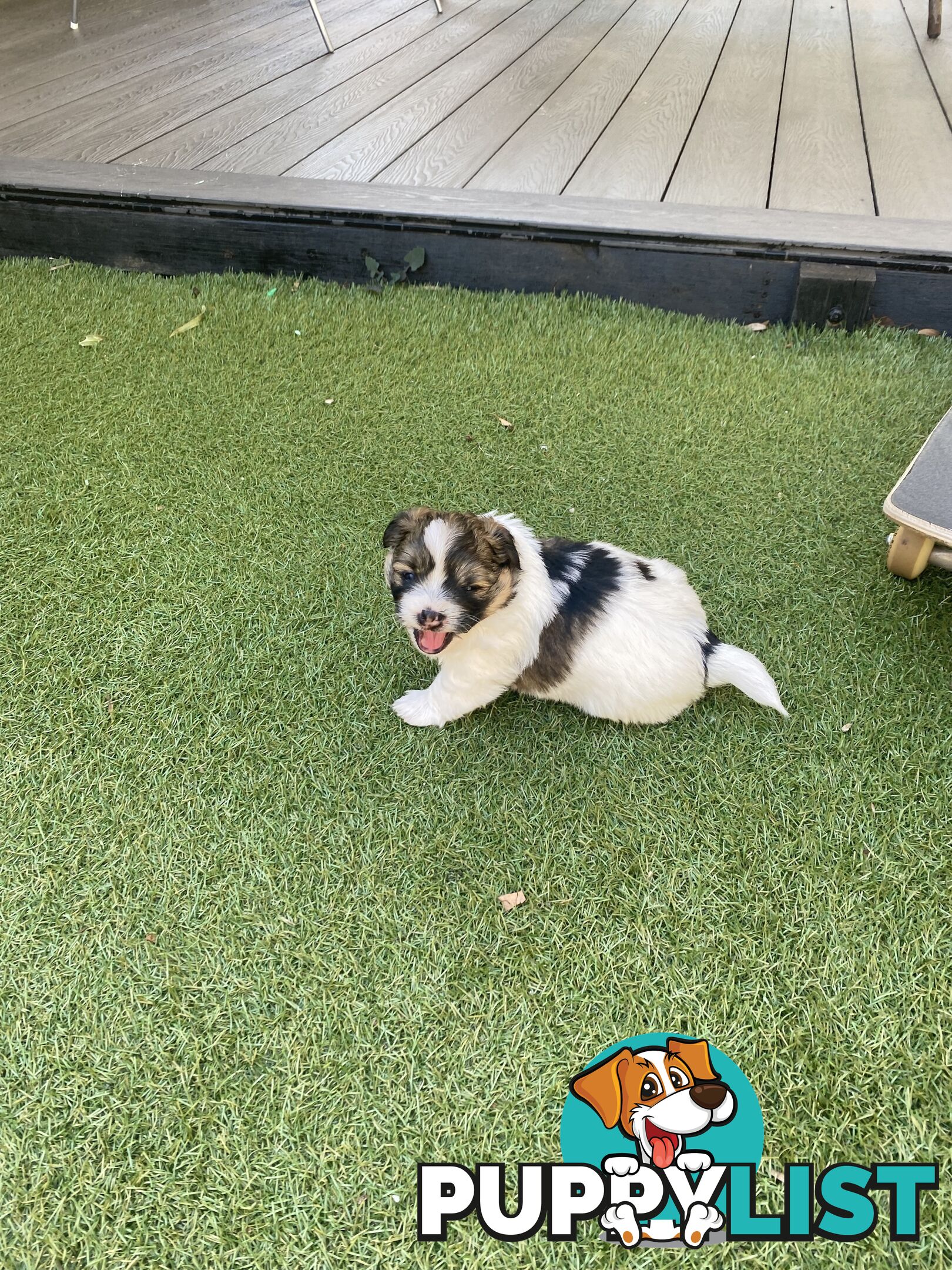 Maltese shih tzu puppies