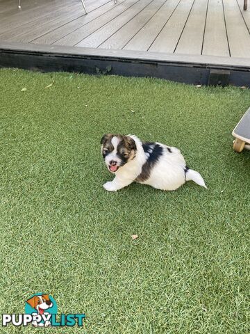 Maltese shih tzu puppies