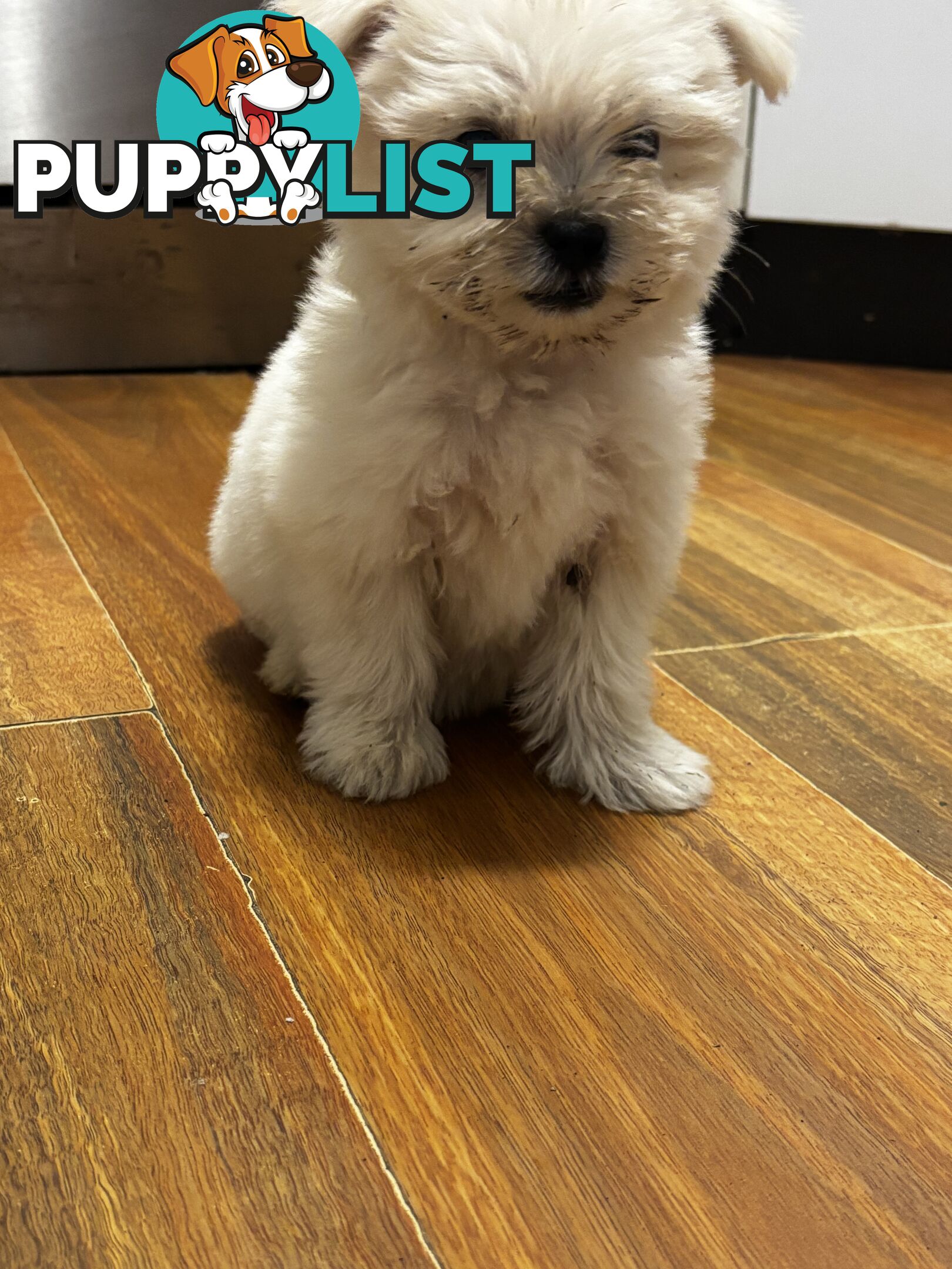 Maltese Shih Tzu puppy’s for sale