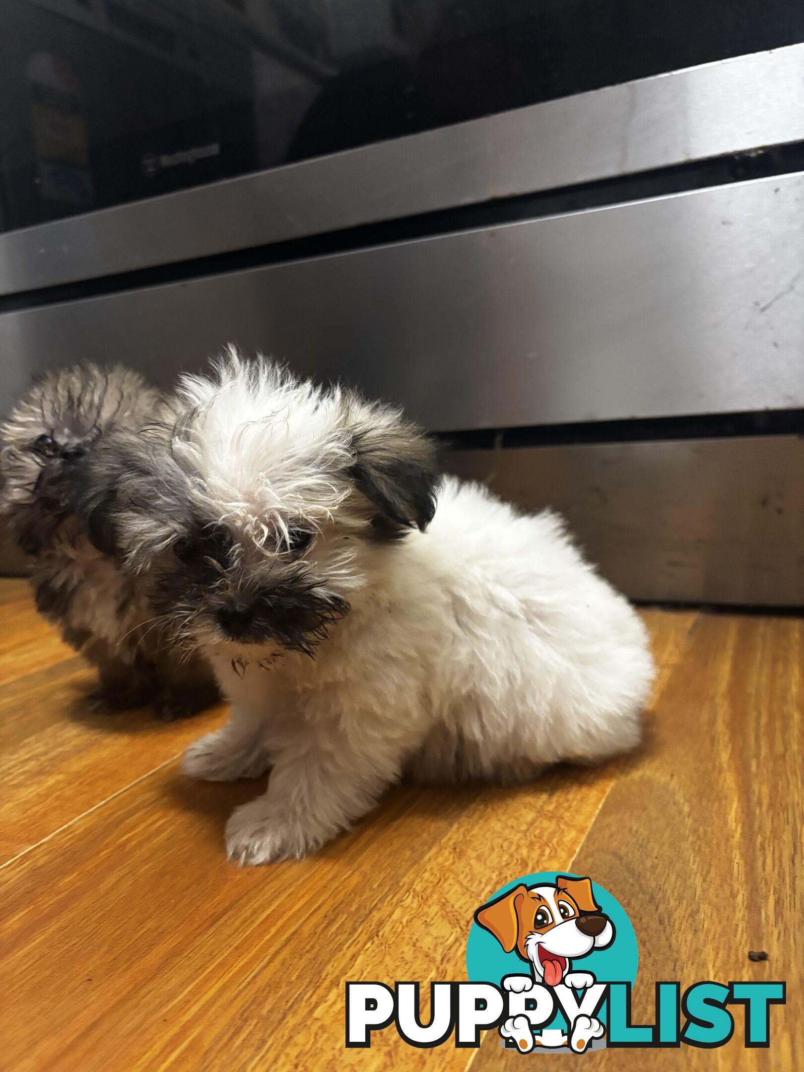 Maltese Shih Tzu puppy’s for sale