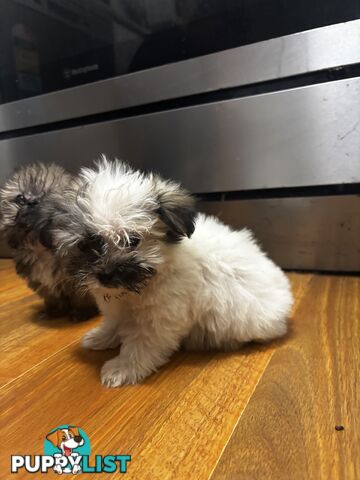 Maltese Shih Tzu puppy’s for sale