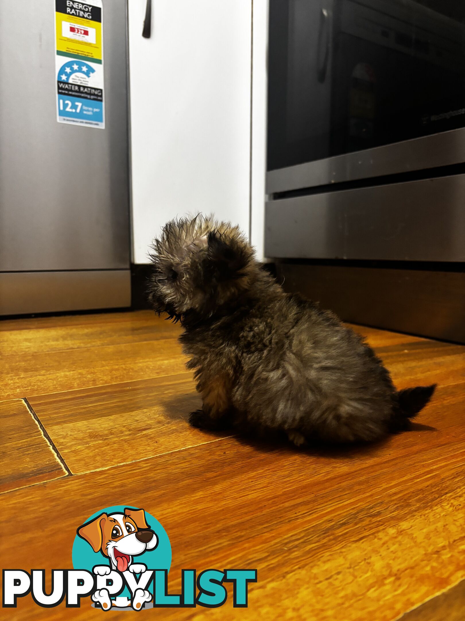 Maltese Shih Tzu puppy’s for sale