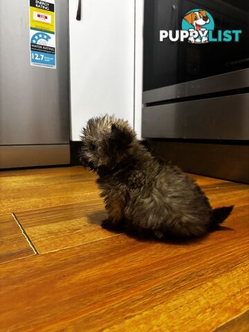 Maltese Shih Tzu puppy’s for sale