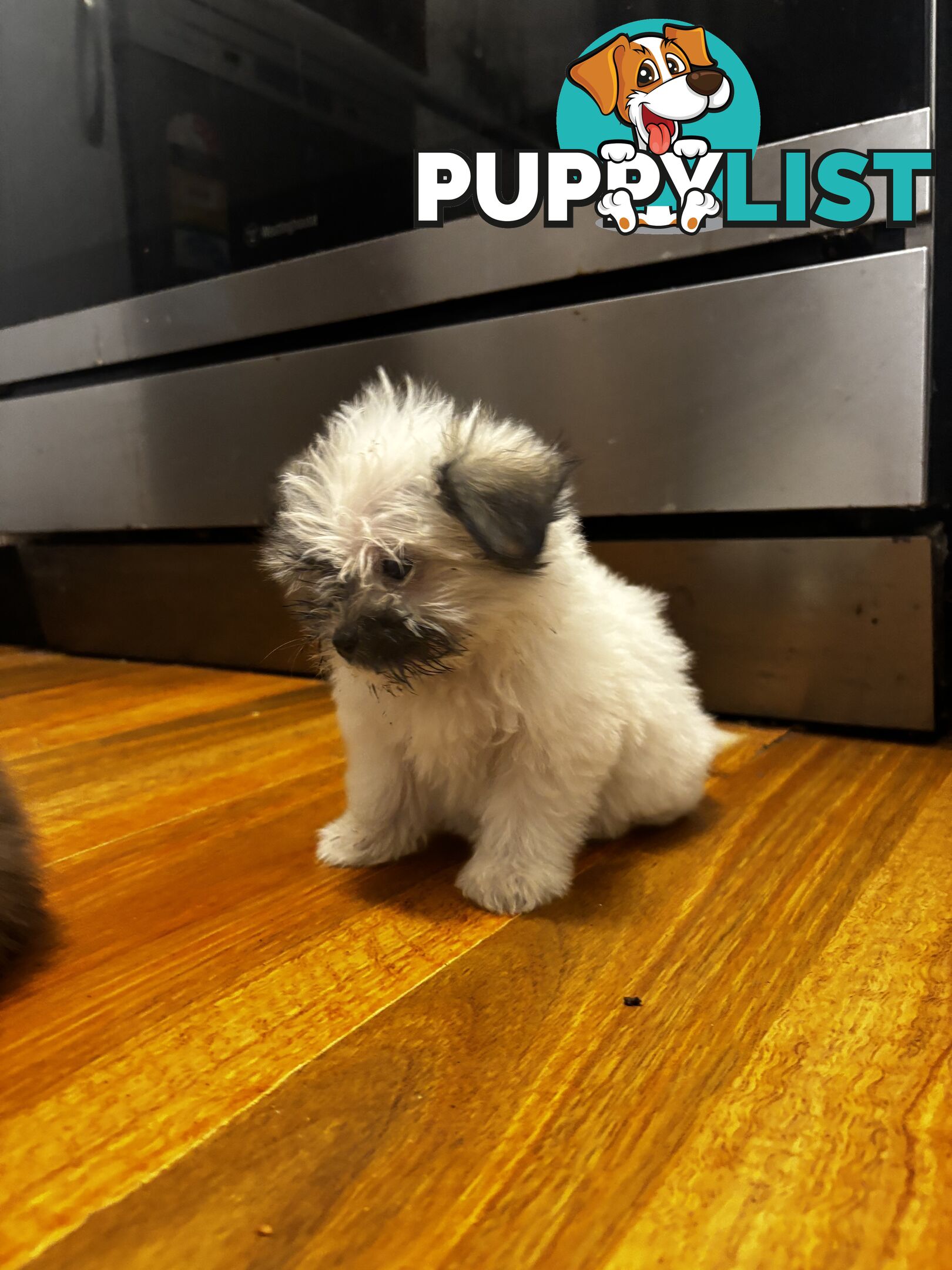 Maltese Shih Tzu puppy’s for sale