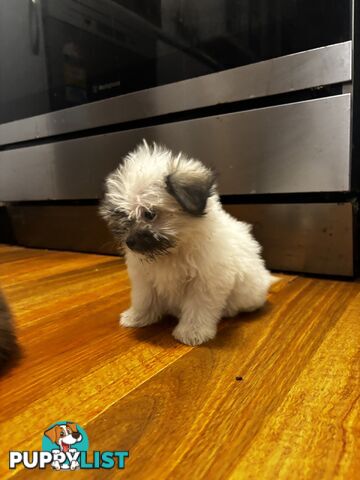 Maltese Shih Tzu puppy’s for sale