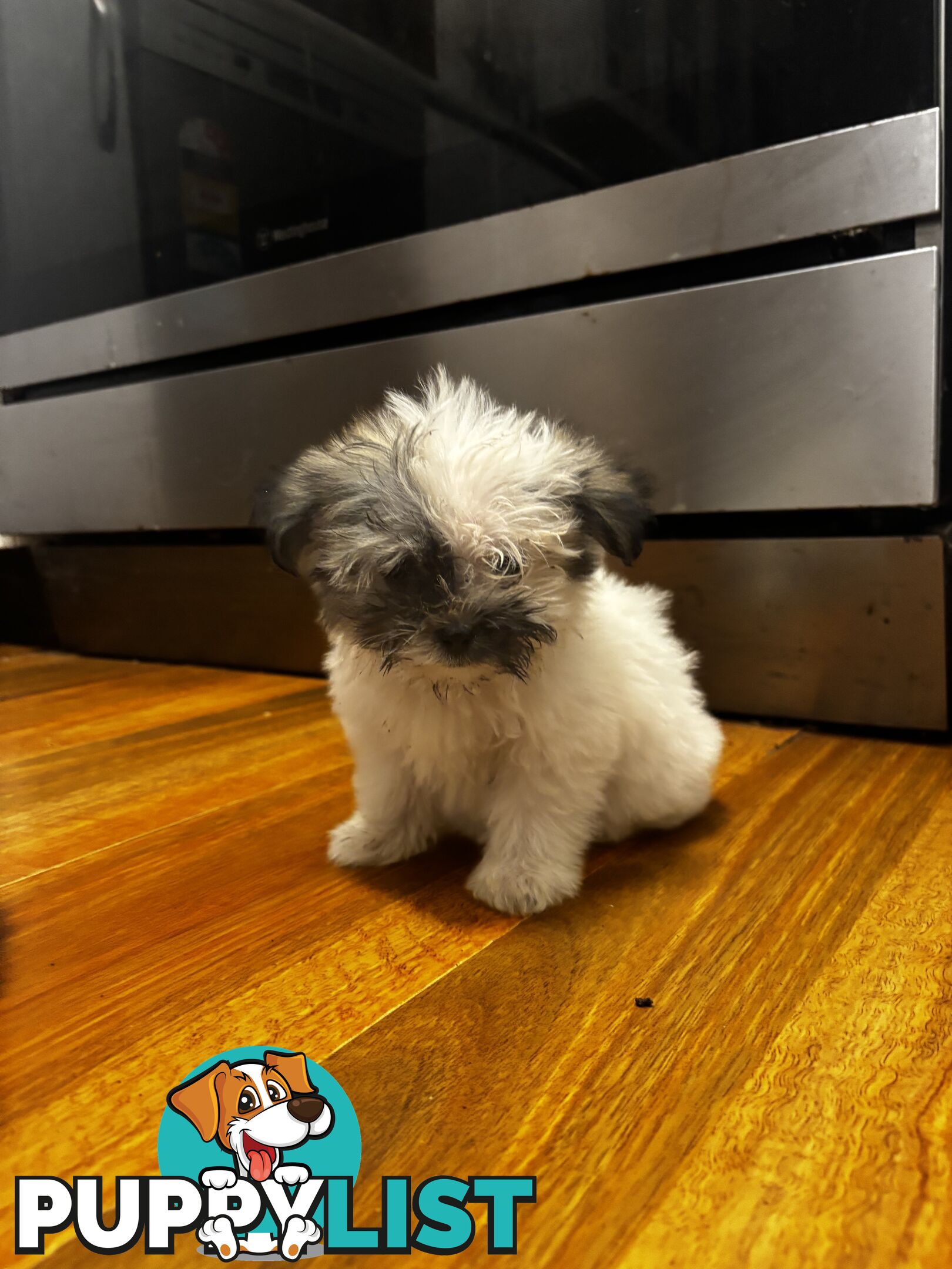Maltese Shih Tzu puppy’s for sale