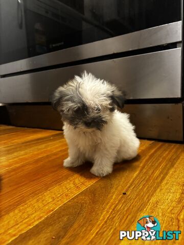 Maltese Shih Tzu puppy’s for sale