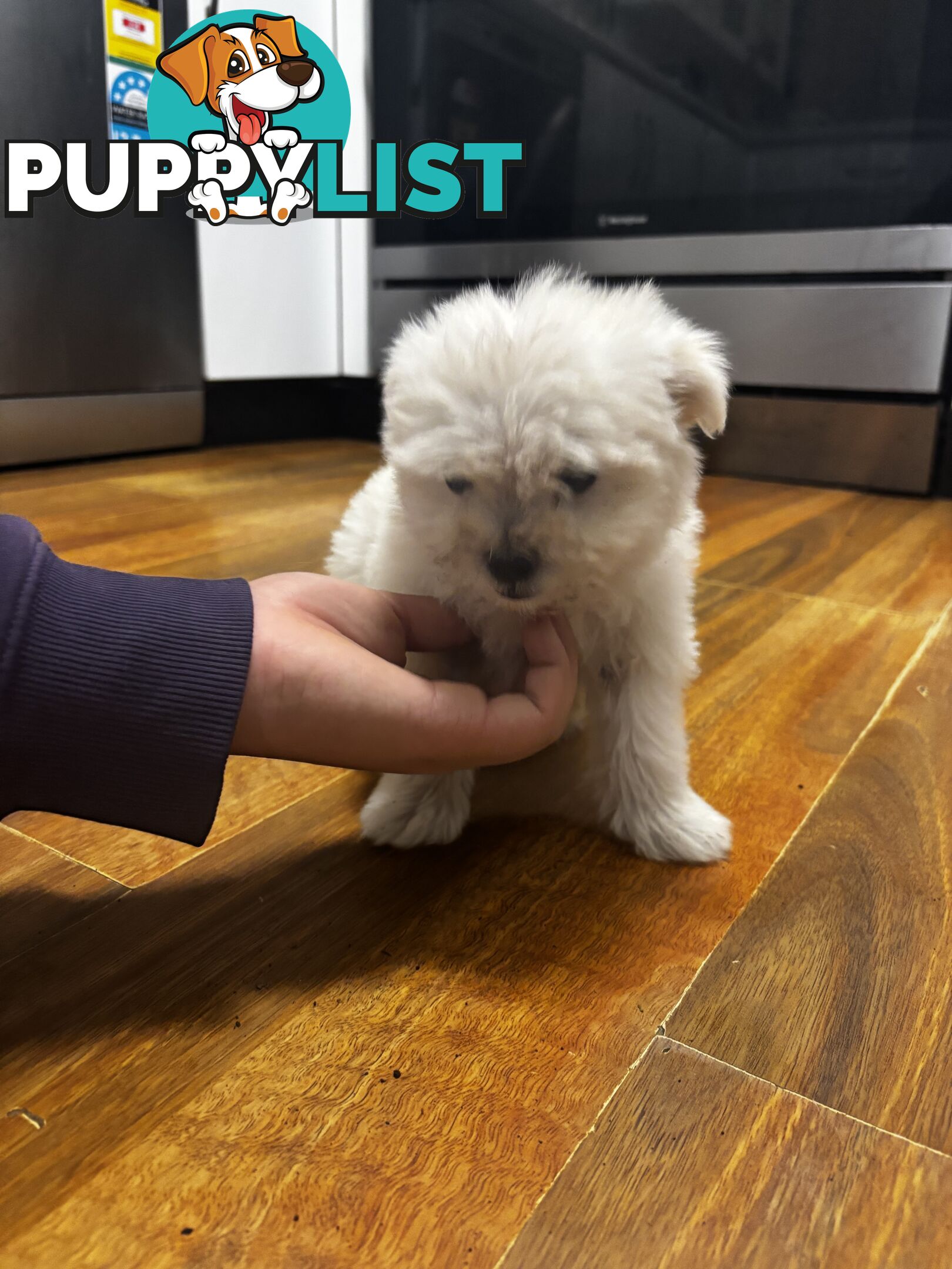 Maltese Shih Tzu puppy’s for sale