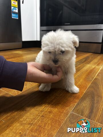 Maltese Shih Tzu puppy’s for sale