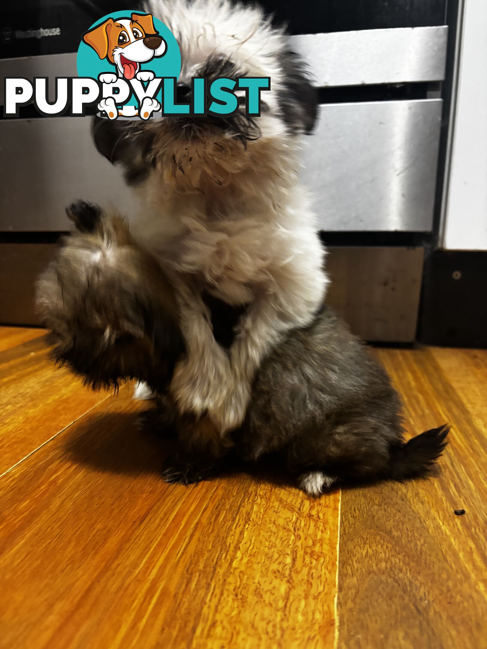 Maltese Shih Tzu puppy’s for sale