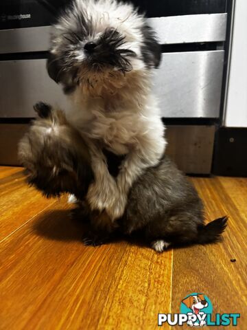 Maltese Shih Tzu puppy’s for sale