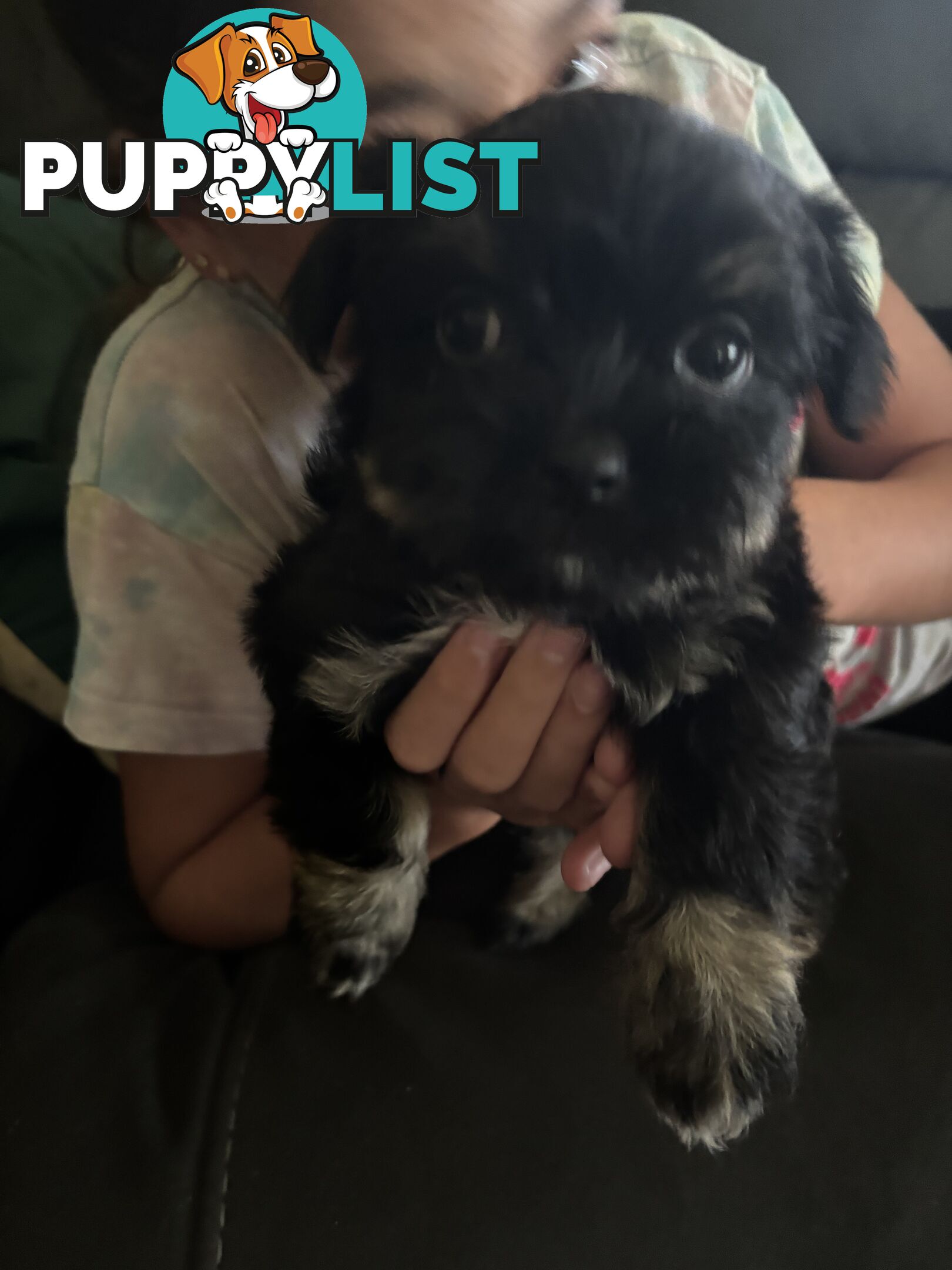 Maltese Shih Tzu puppy’s for sale