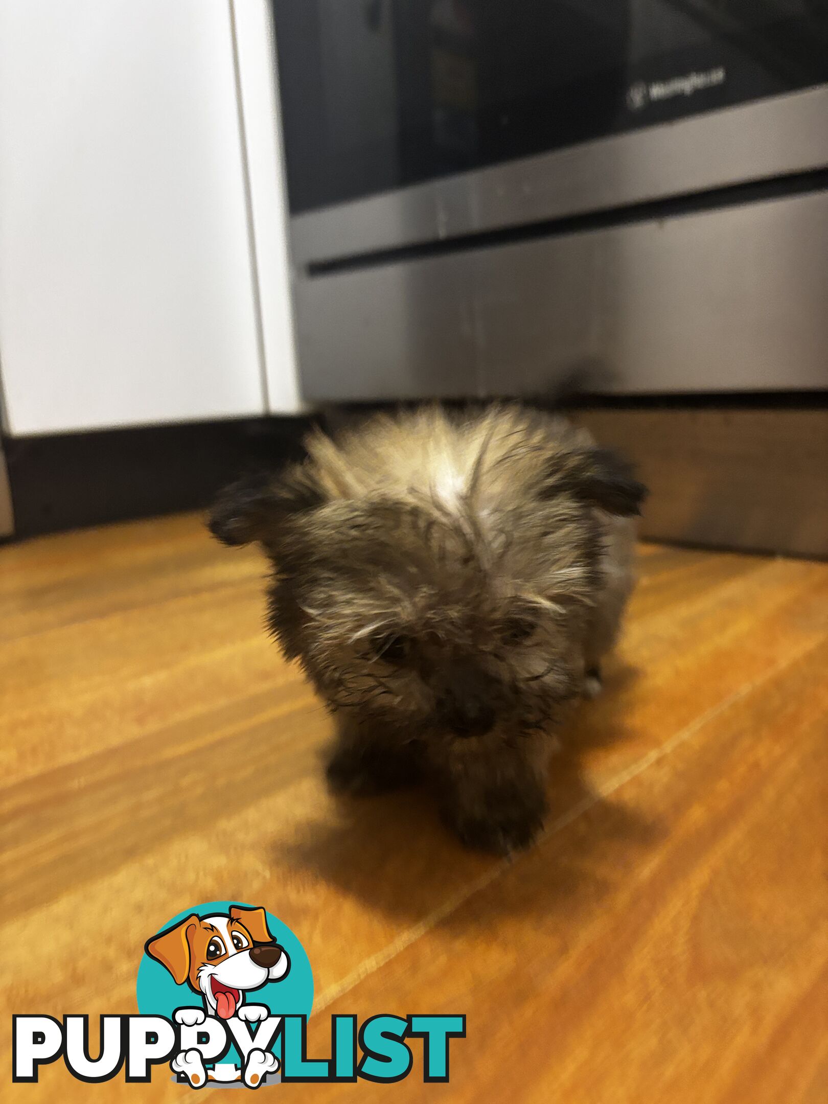 Maltese Shih Tzu puppy’s for sale