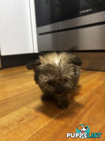 Maltese Shih Tzu puppy’s for sale