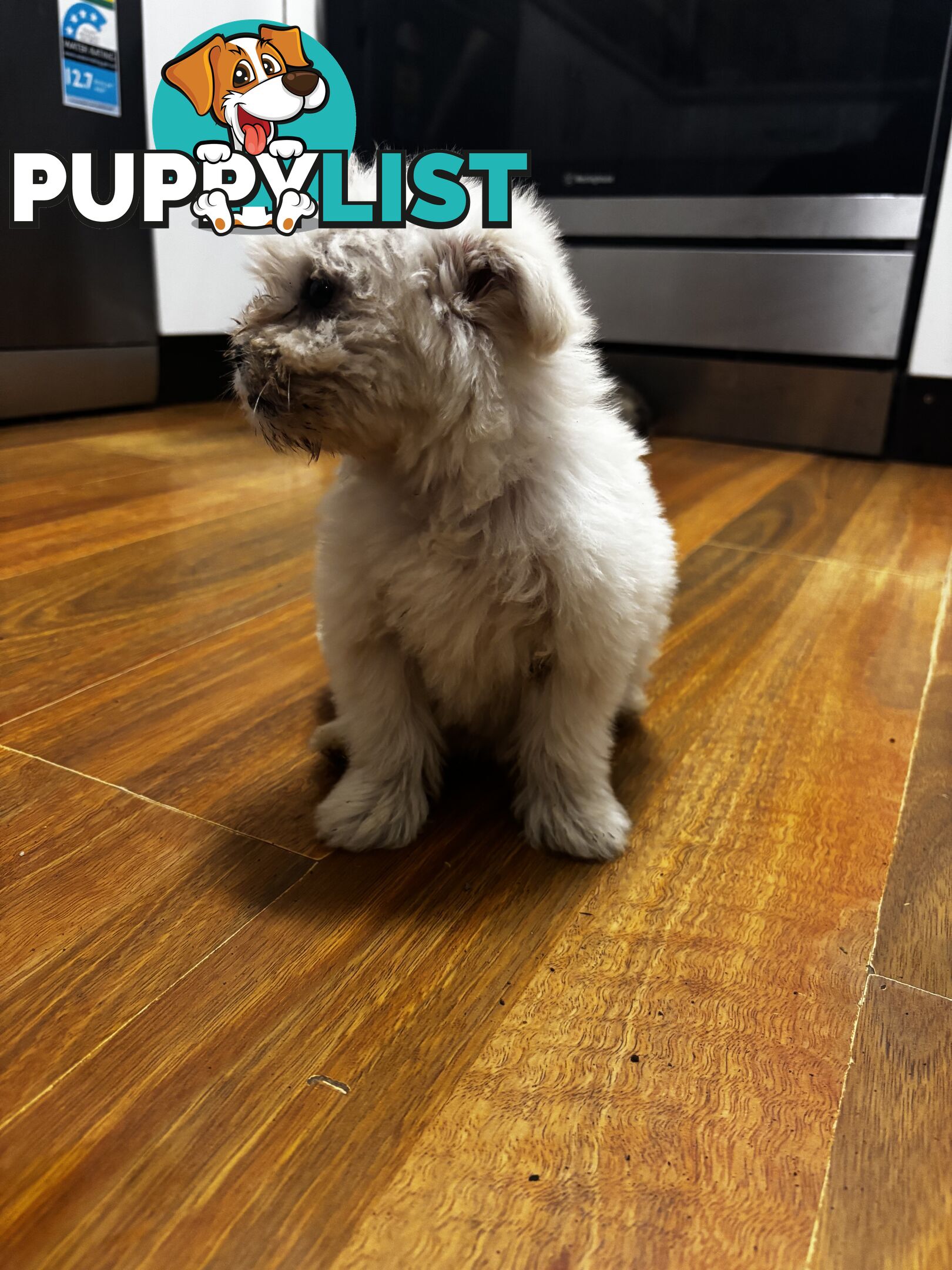 Maltese Shih Tzu puppy’s for sale