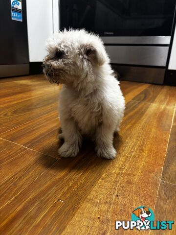 Maltese Shih Tzu puppy’s for sale