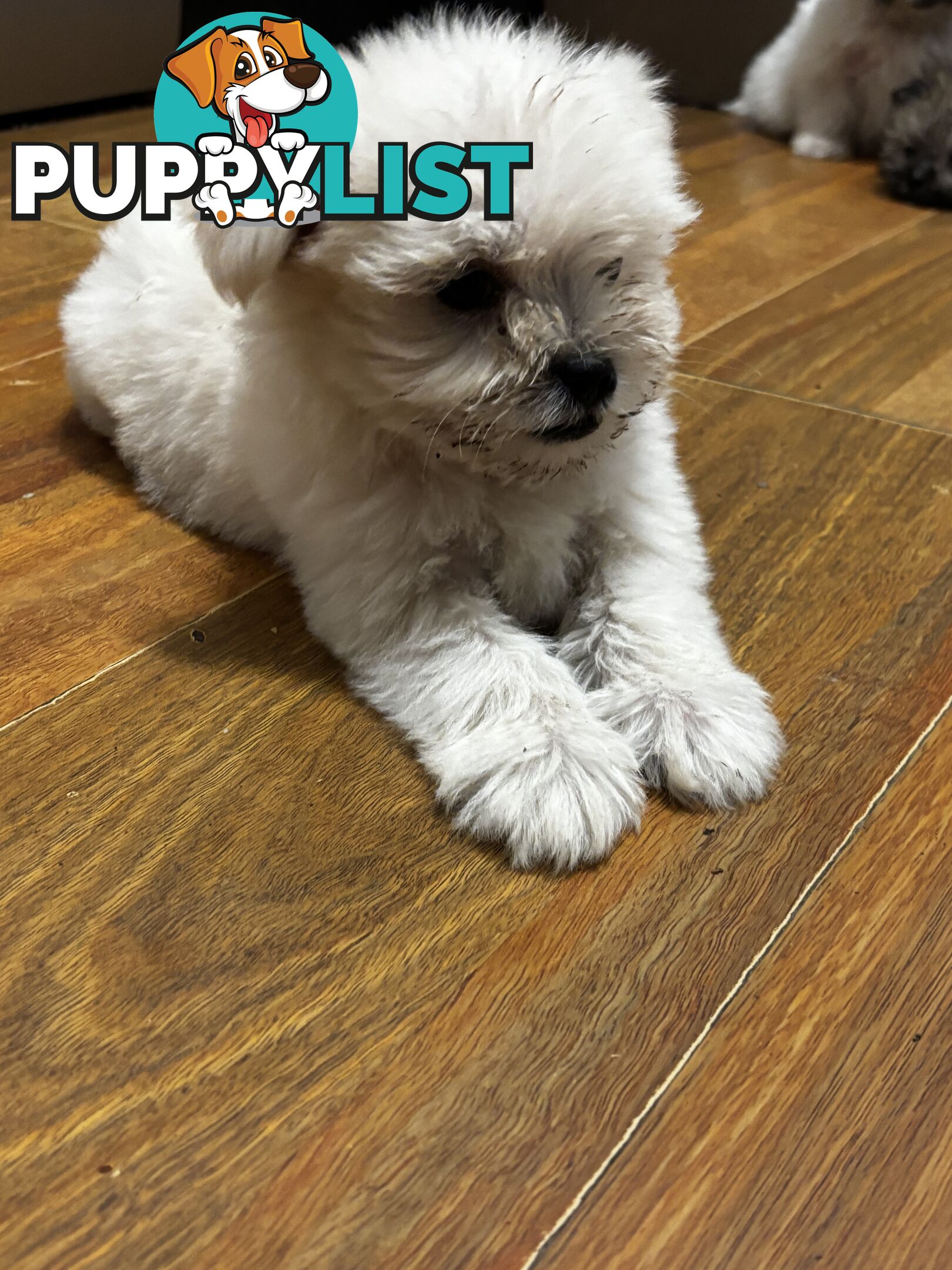 Maltese Shih Tzu puppy’s for sale