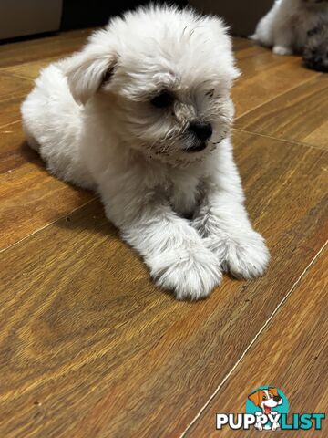Maltese Shih Tzu puppy’s for sale