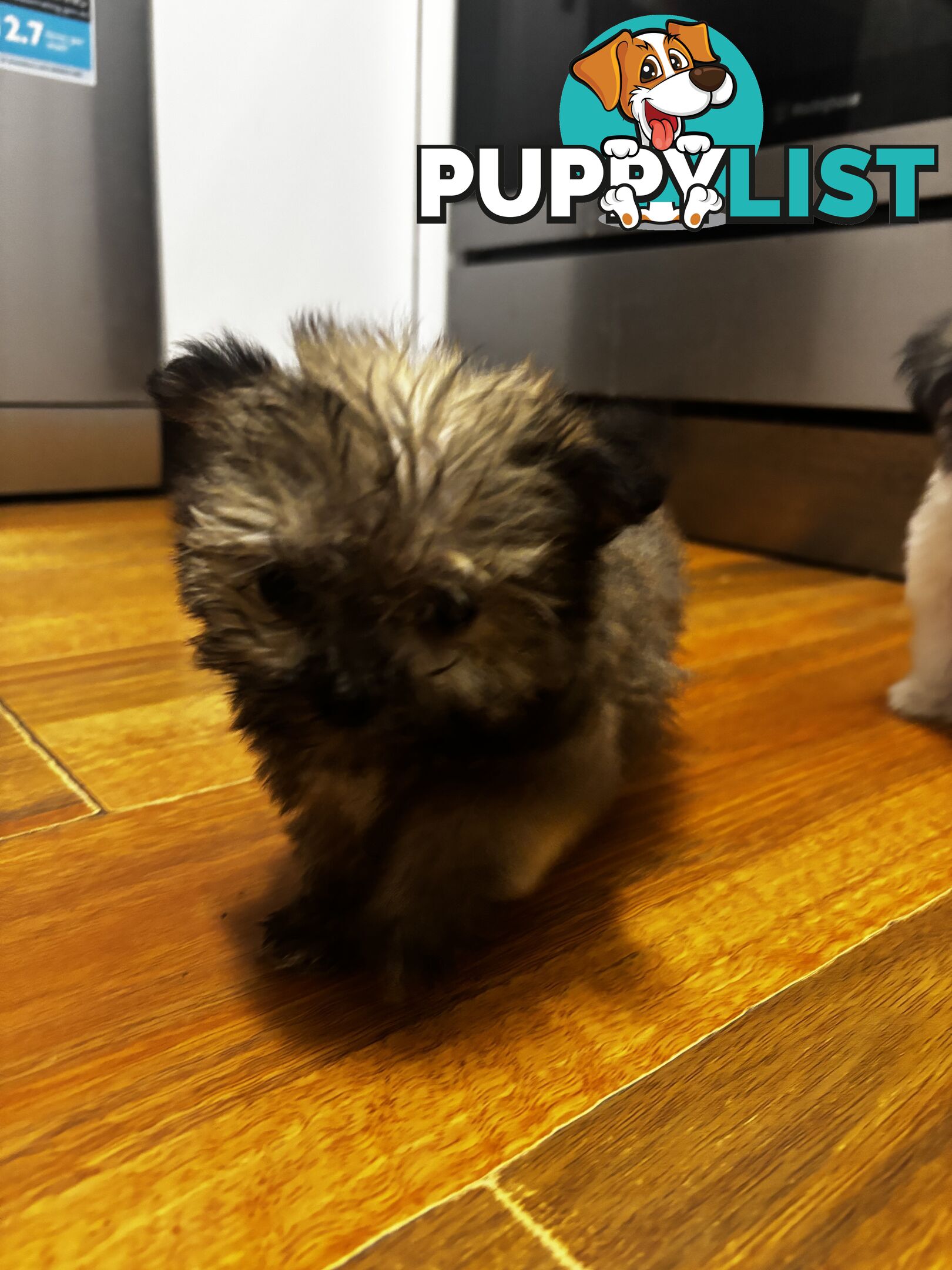 Maltese Shih Tzu puppy’s for sale