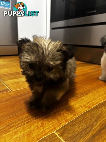 Maltese Shih Tzu puppy’s for sale