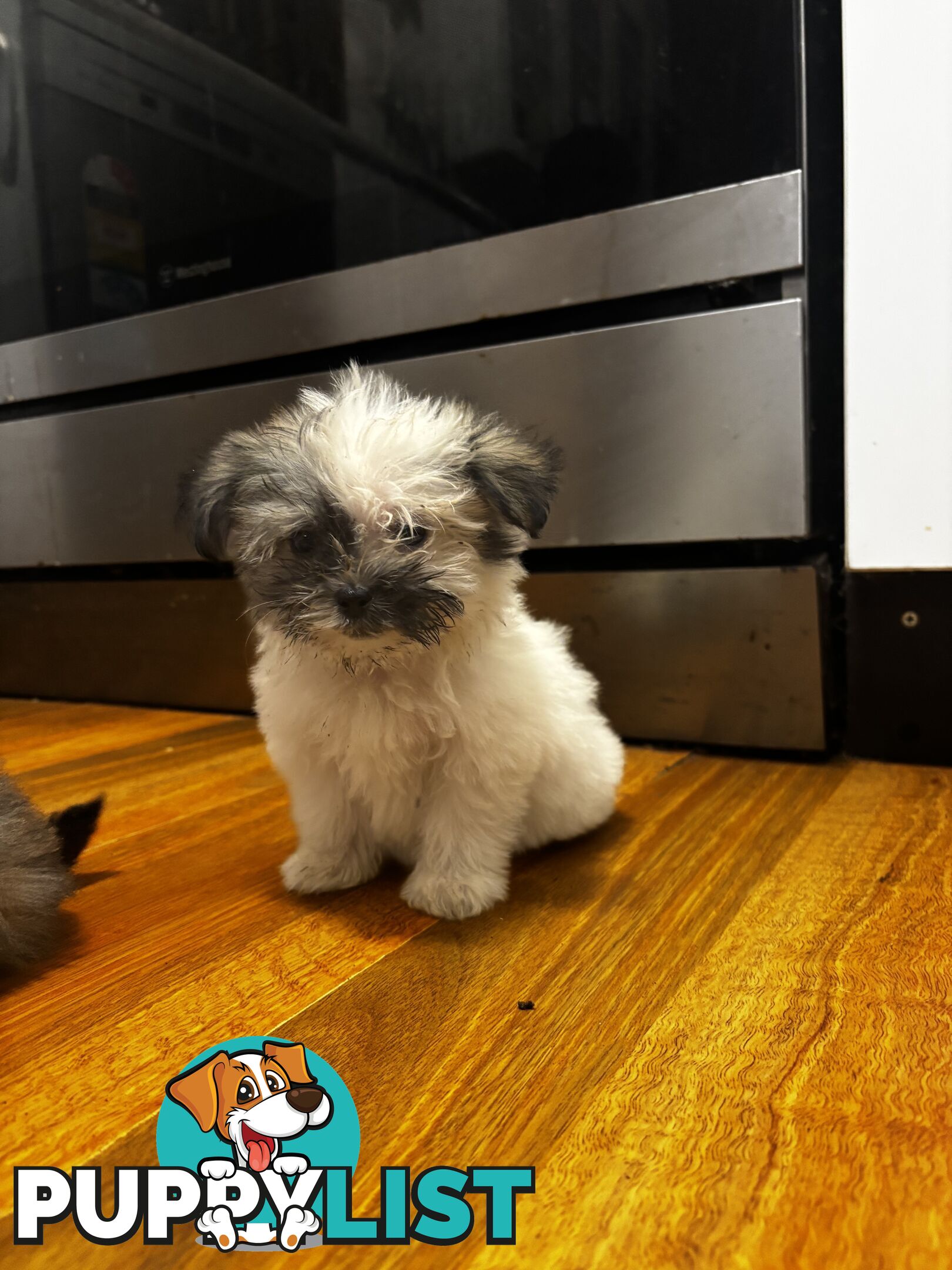 Maltese Shih Tzu puppy’s for sale