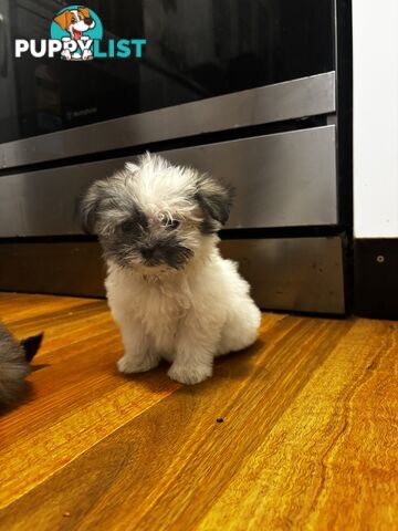 Maltese Shih Tzu puppy’s for sale