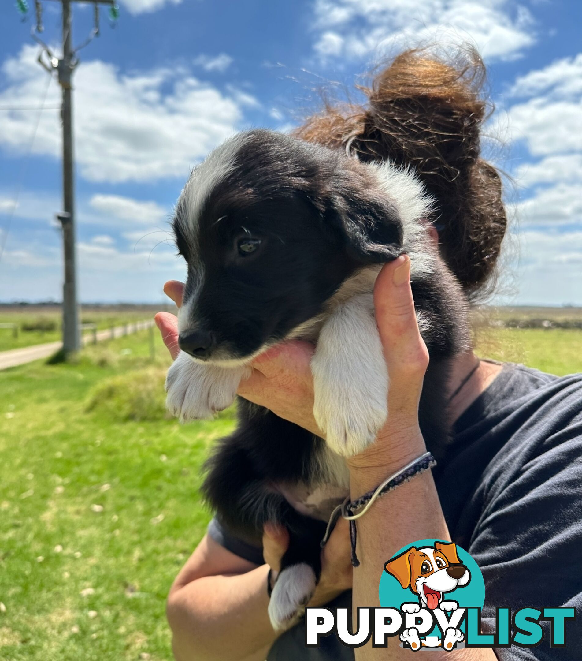 Purebred Border Collie Puppies