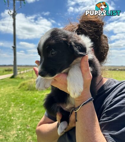 Purebred Border Collie Puppies