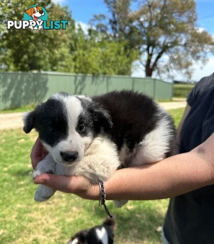 Purebred Border Collie Puppies