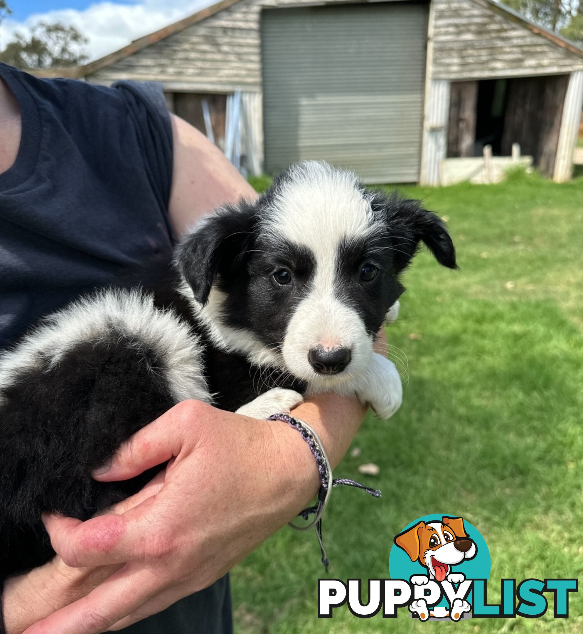 Purebred Border Collie Puppies