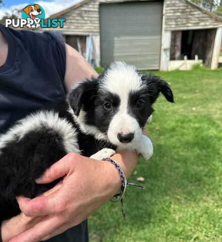 Purebred Border Collie Puppies